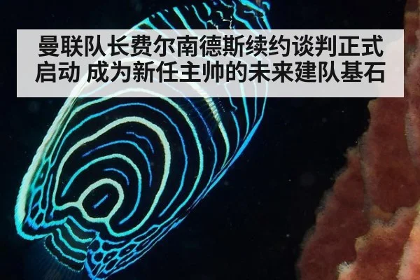 曼联队长费尔南德斯续约谈判正式启动 成为新任主帅的未来建队基石